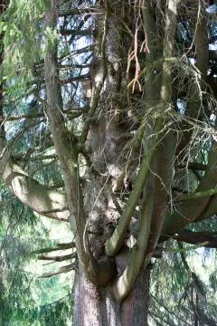 Idiosyncratic spruce Stock Photos