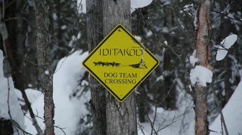 Iditarod Crossing Warning Sign on a Tree with Snowy Wooded Background Stock Footage