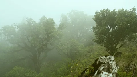 Idle trees in fog Vídeos de archivo 90944226