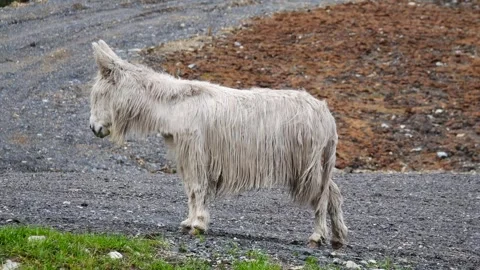 Idle White Donkey Stock Footage 290481409