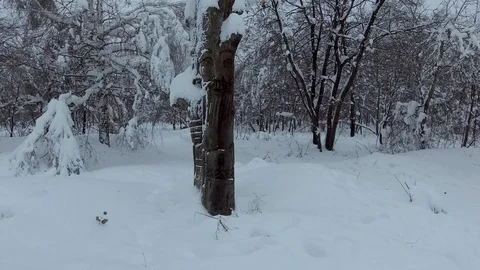 Idol carved on the tree trunk Stock Footage 101186257