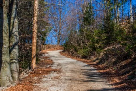 Idylic forest path covered with fallen leaves surrounded with autumn forest. Stock Photos