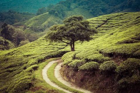 Idylic scenery with tree Stock Photos
