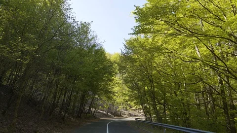 Idyllic asphalt forest road in spring.Fresh green trees. Stock Footage 129197012