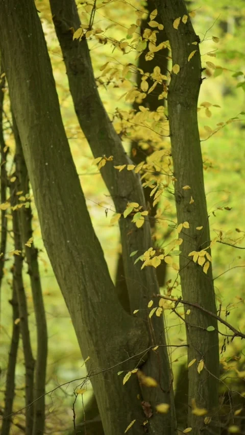 Idyllic autumn forest landscape Stock Footage 310515736