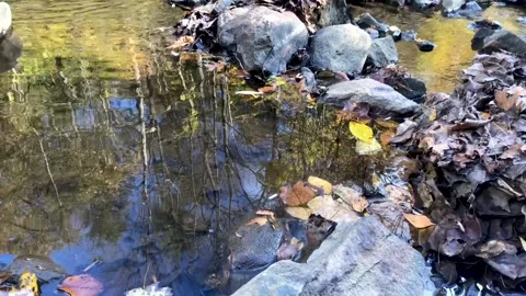 Idyllic autumn forest reflected in flowing stream with stones Stock Footage 165092690
