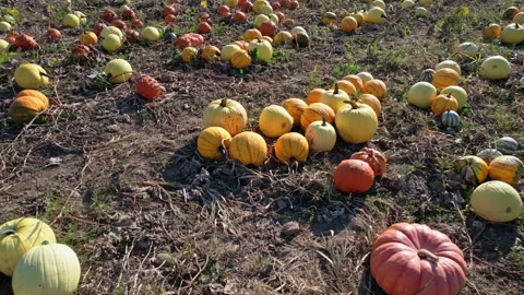 Idyllic autumn pumpkin patch at farm landscape, harvest. October ripen pump.. Video stock 252468473