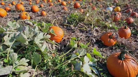 Idyllic autumn pumpkin patch at farm landscape, harvest. October ripen pump.. Video stock 286050233