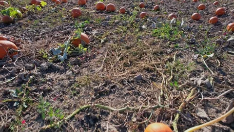 Idyllic autumn pumpkin patch at farm landscape, harvest. October ripen pump.. Stock Footage 286050235