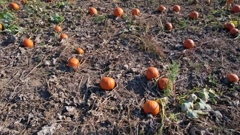 Idyllic autumn pumpkin patch at farm landscape, harvest. October ripen pump.. Stock Footage 286050267
