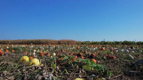 Idyllic autumn pumpkin patch at farm landscape, harvest. October ripen pump.. Stock Footage 286050315