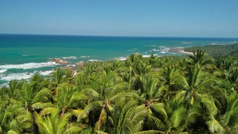 Idyllic beach with green palm trees, symbolizing summer vibes Video stock 341375524