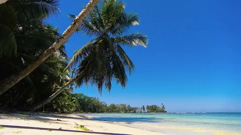 Idyllic Caribbean white virgin beach with palm trees on the water Stock Footage 89704426