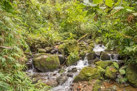 Idyllic clearwater stream  Stock Photos