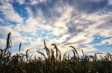 An idyllic cornfield in the sunset. In the background dramatic clouds in the  Stock Photos