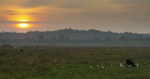 Idyllic Evening View with Buffalo and Birds, Goa, India Stock Footage 52304612