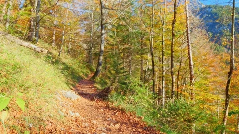 Idyllic fall scenery in Bavaria featuring forested mountain slopes, quiet hik Video stock 309095336