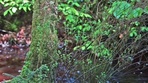 Idyllic forest with creek in Thy National Park Stock Footage 94474376