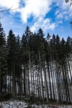 In an idyllic forest in Esternberg, Upper Austria Stock Photos