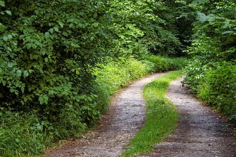 Idyllic Forest Path in Summer Stock Photos
