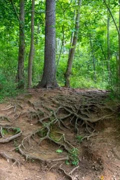 Idyllic forest path with tangled tree roots. Stock Photos