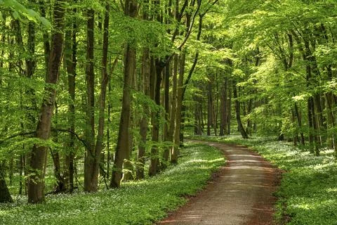 An idyllic forest path through a springtime beech primeval forest bathed in Foto stock