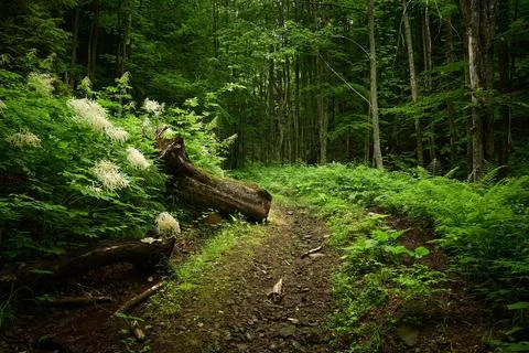 Idyllic forest pathway. Path in the forest among the Carpathian mountains. Stock Photos
