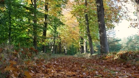 Idyllic forest scene during autumn with leaves falling from the trees into a win Stock Footage 320812925