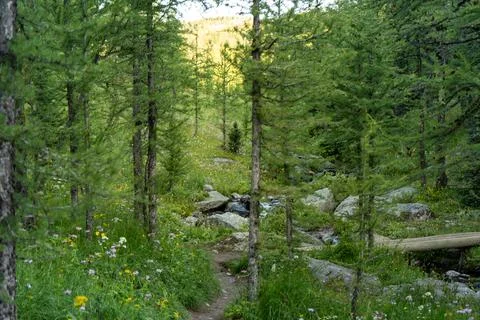 Idyllic forest scene with a stream, rocks Stock Photos