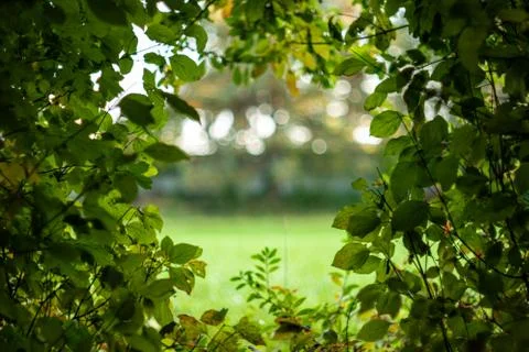 Idyllic forest scene view out of leafy bushes shallow depth of field 스톡 사진