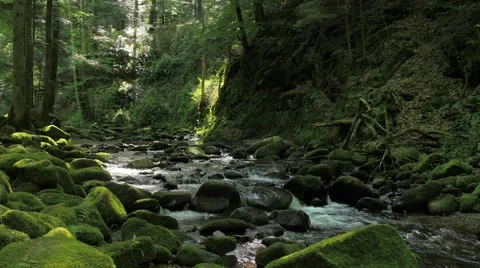 Idyllic forest scenery with creek and cascades #1 Stock Footage