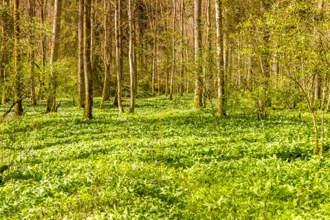 Idyllic forest scenery Stock Photos