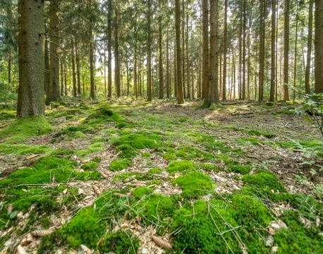 Idyllic forest scenery Stock Photos