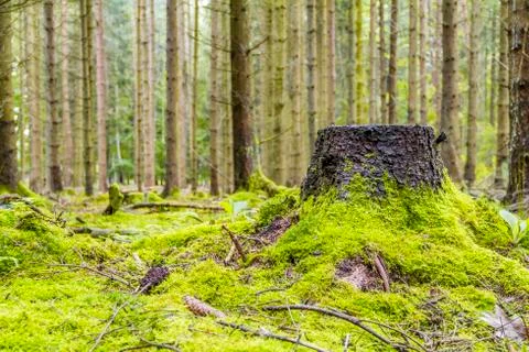 Idyllic forest scenery Stock Photos
