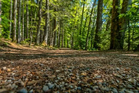 Idyllic forest view from low perspective with blurred background at a wonderful Stock Photos