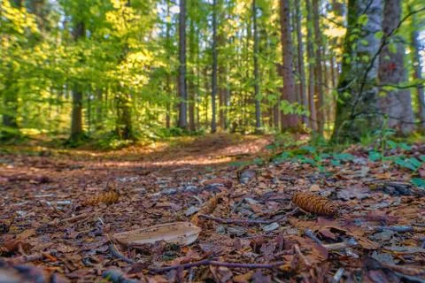 Idyllic forest view from low perspective with sunlight in the morning and a Stock Photos
