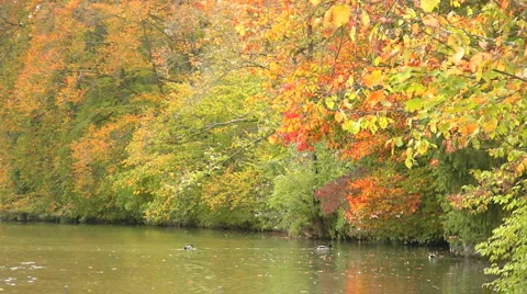 Idyllic lake in Fall Видео 990011