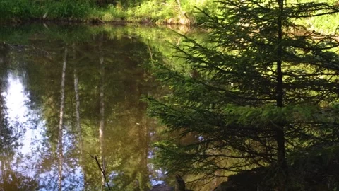 Idyllic Landscape Featuring Pristine River Surrounded by Lush Green Foliage Stock Footage 325351492