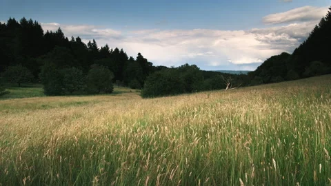 Idyllic landscape with high grass on a field moving in wind Stock Footage 340805993
