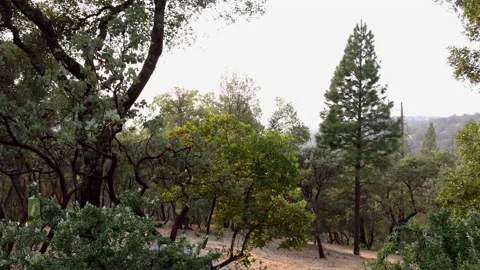 Idyllic Midpines Forest Stock Footage 140843980