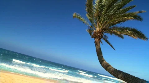 Idyllic Palm Tree Landscape Stock Footage 628788