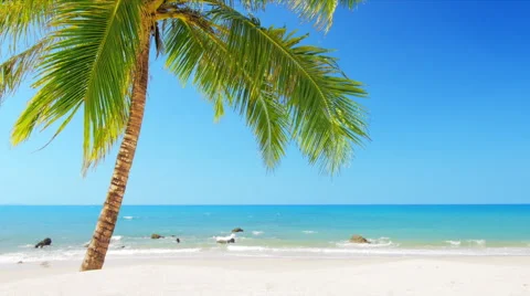 Idyllic paradise beach with white sand, blue sky and coconut palm tree  Stock Footage