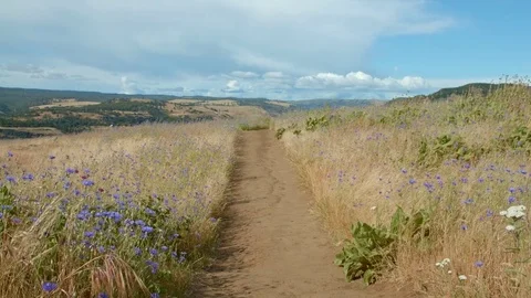 Idyllic path perfect trail Rowena Crest Columbia River Gorge Wildflower Meadow Stock Footage 81746841