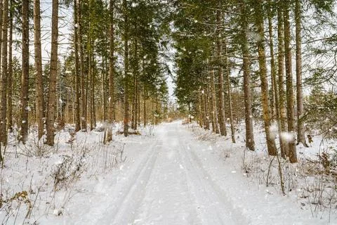 Idyllic path in a snowy winter forest at the fresh air. Snow covered road with Stock Photos