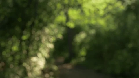 Idyllic Path Through Forest Stock Footage 77314017