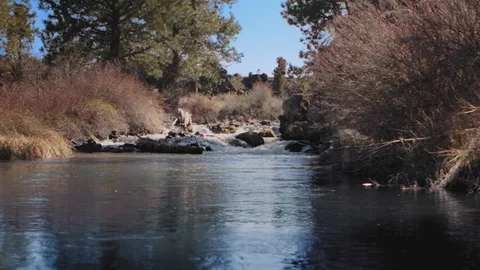 Idyllic Peacefully flowing Stream Stock Footage 95987243