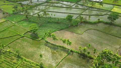 Idyllic Rice Fields And Crop Growing Bondowoso Indonesia East Java Drone Track Stock Footage 342822886