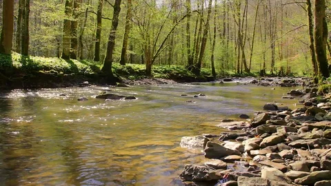 Idyllic river in a forest Stock Footage 89038492