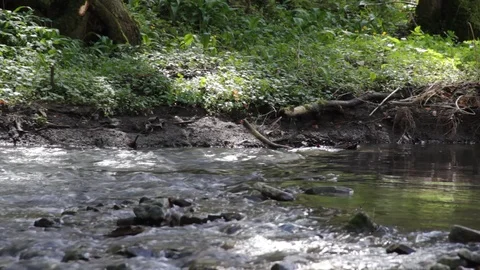 Idyllic river in a forest Stock Footage 90451055