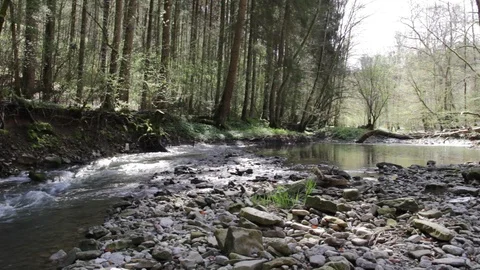 Idyllic river in a forest Stock Footage 90451594